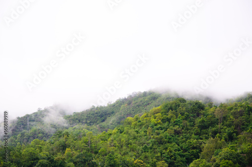 The forest at the front of the mountains in the fog and low lying cloud; Thailand