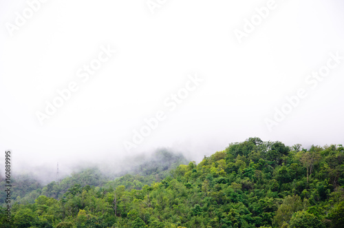 The forest at the front of the mountains in the fog and low lying cloud  Thailand