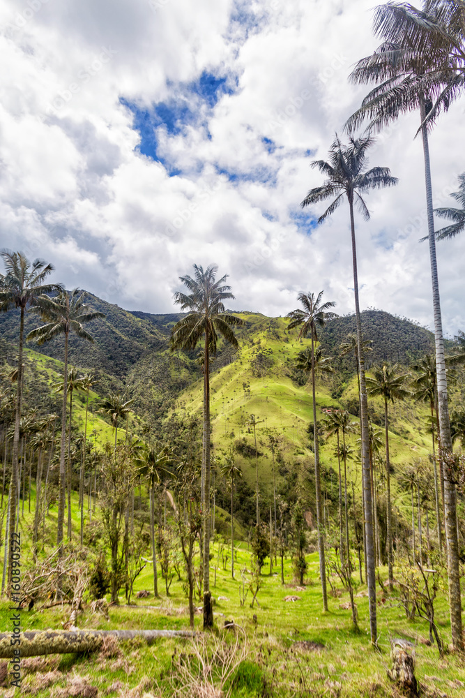Portrait view of a wax palm forest in cow pastures in rural Colombia. Portrait view of a wax palm forest in cow pastures in rural Colombia.