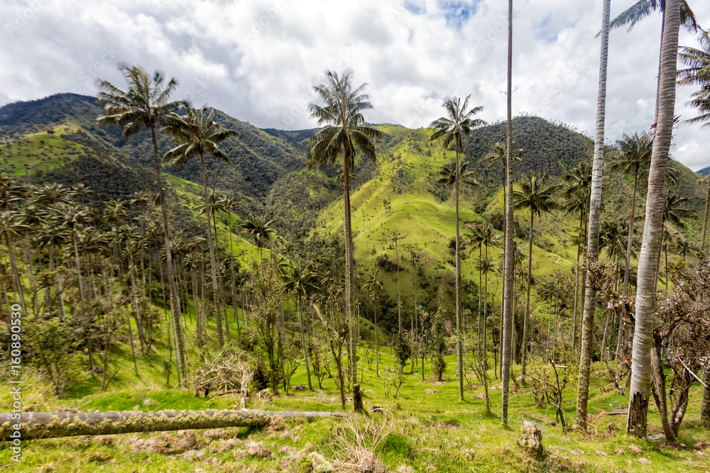 A wax palm forest with dramatic clouds in the distance outside of Salento, Colombia. A wax palm forest with dramatic clouds in the distance outside of Salento, Colombia.