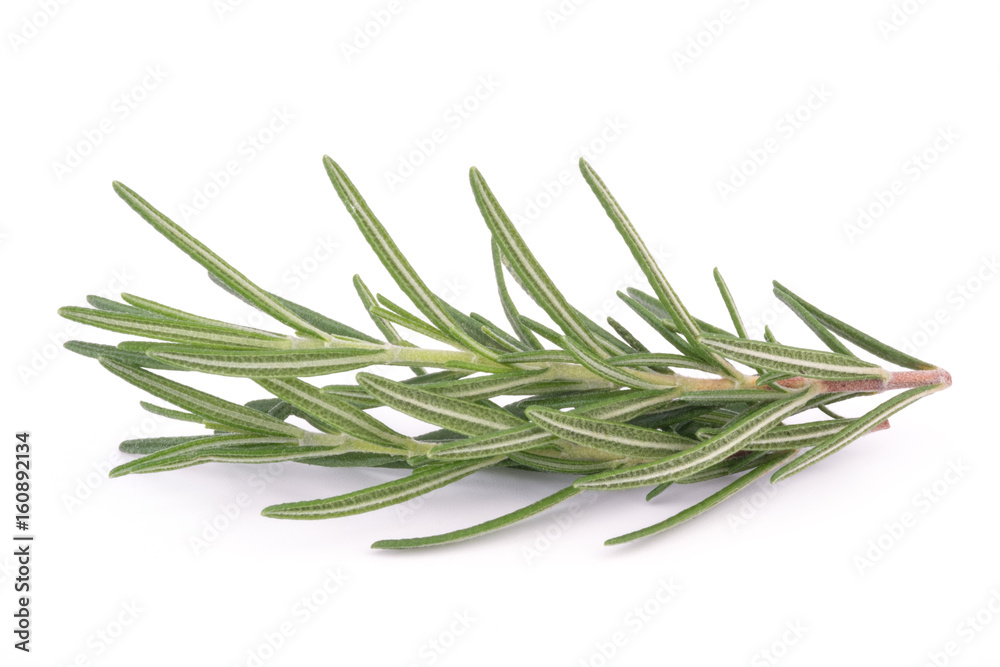 Fototapeta premium rosemary isolated on white background