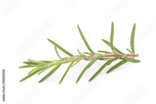 rosemary isolated on white background