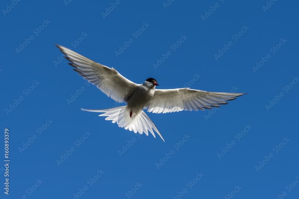 Arctic Tern Flying with Blue Sky Arctic Tern Flying with Blue Sky