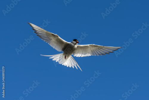 Arctic Tern Flying with Blue Sky © Daan