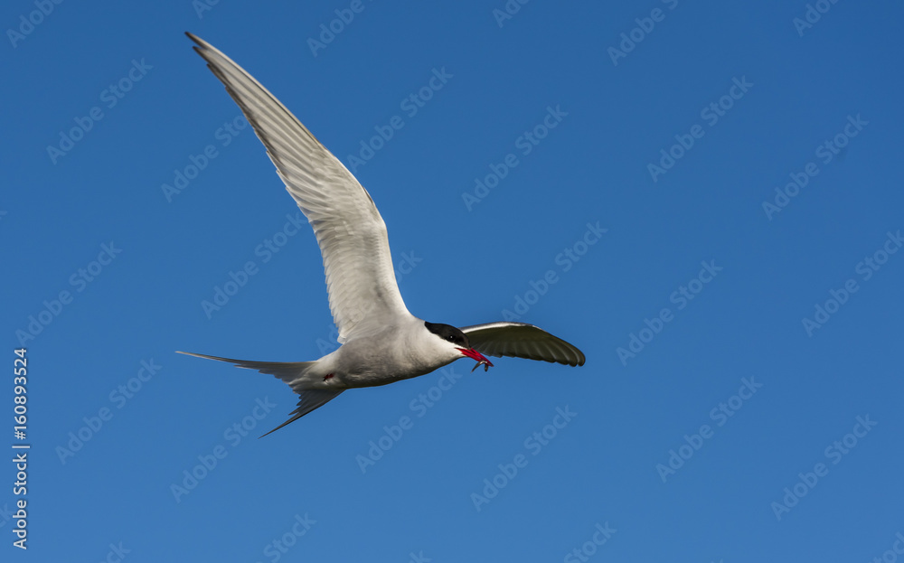 Arctic Tern Flying with Fish Arctic Tern Flying with Fish