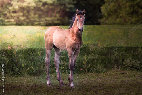 Foal in a forest during sunrise