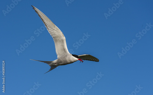 Arctic Tern Flying with Fish