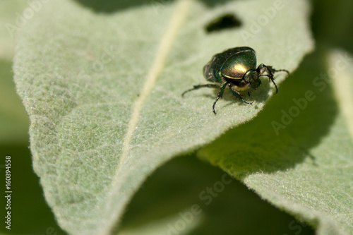 Beetle on the edge of a green leaf