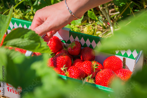 Woman holding carton box basket with delicious fresh picked strawberry