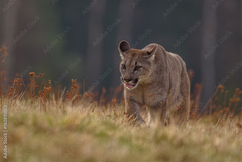 Obraz premium Cougar (Puma concolor) 
