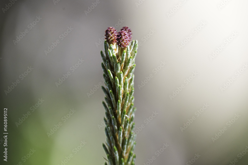 Young pine tree, close-up.