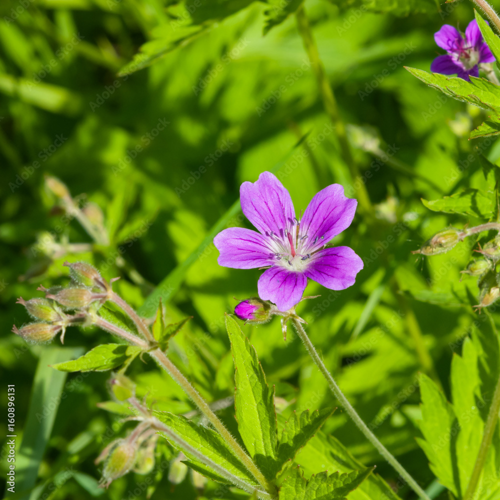 Flower of Wood cranesbill or Geranium sylvaticum with defocused background macro, selective focus, shallow DOF Flower of Wood cranesbill or Geranium sylvaticum with defocused background macro, selective focus, shallow DOF
