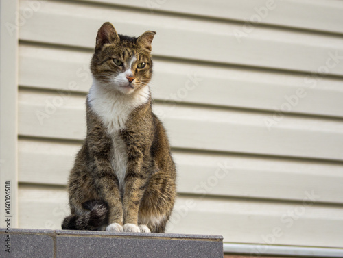 A tough stray cat with green eyes watching the neighborhood photo