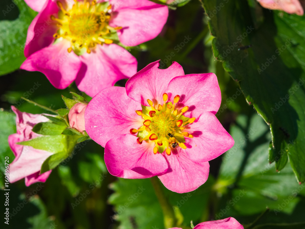 Pink flower on garden strawberry close-up, selective focus, shallow DOF