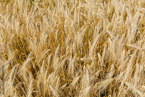 Barley Field Detail