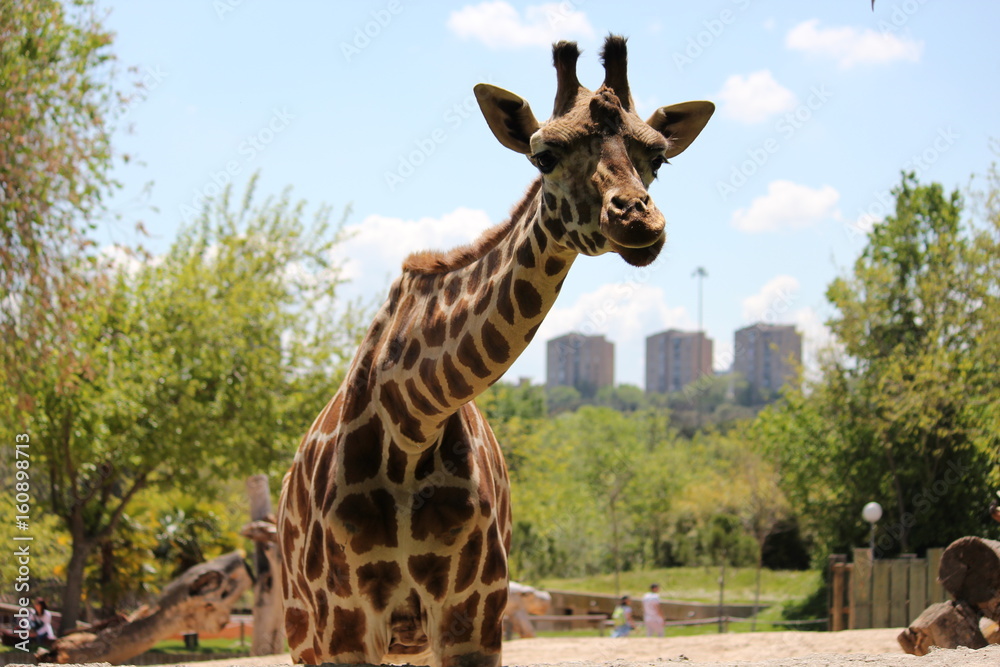 Fototapeta premium Girafa en Zoo