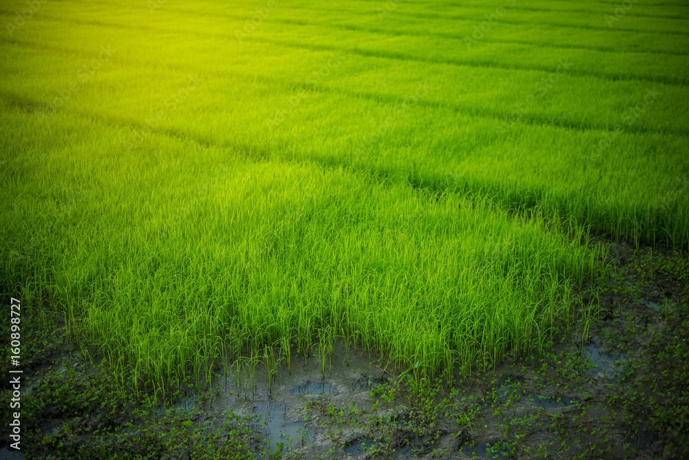 Rice field Rice field