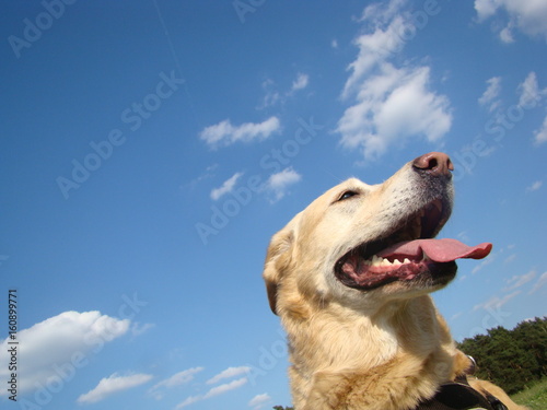 Hund vor blauem Himmel