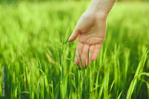 Green grass, grass, hand touches the grass © SHOTPRIME STUDIO