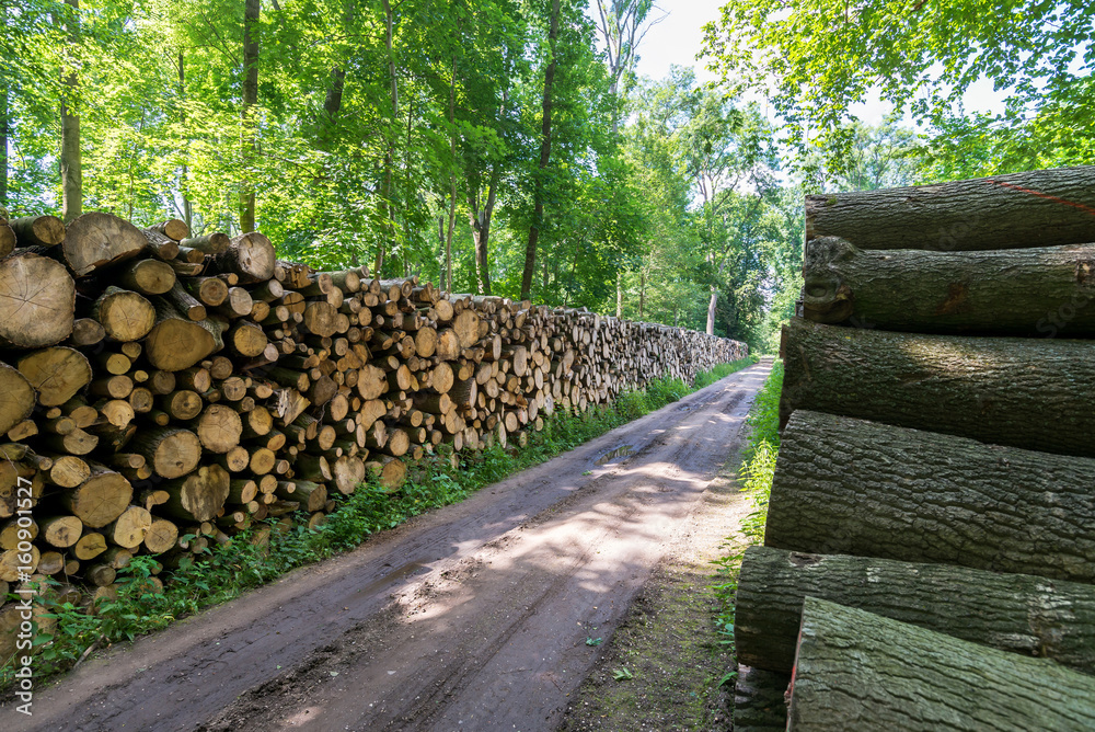 Holzstapel auf einem Waldweg Holzstapel auf einem Waldweg