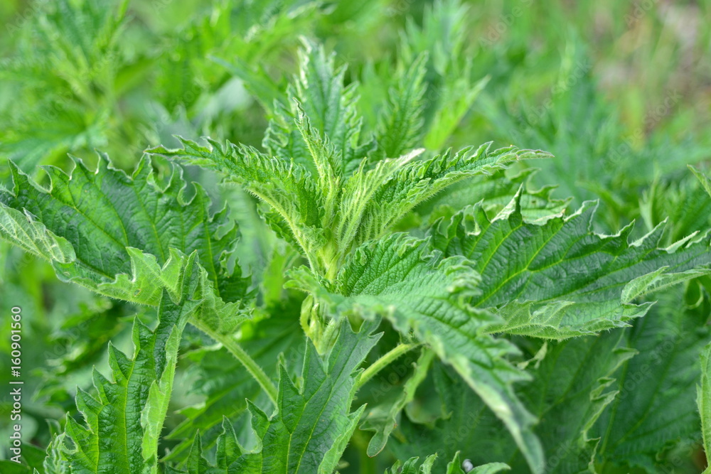 nettle nettle