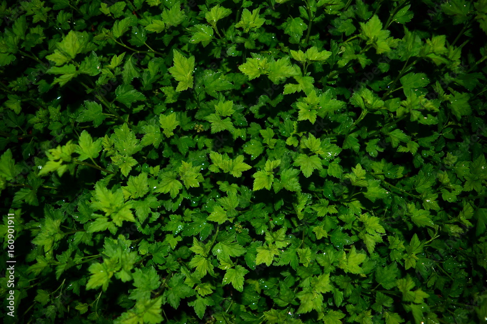 plant plant