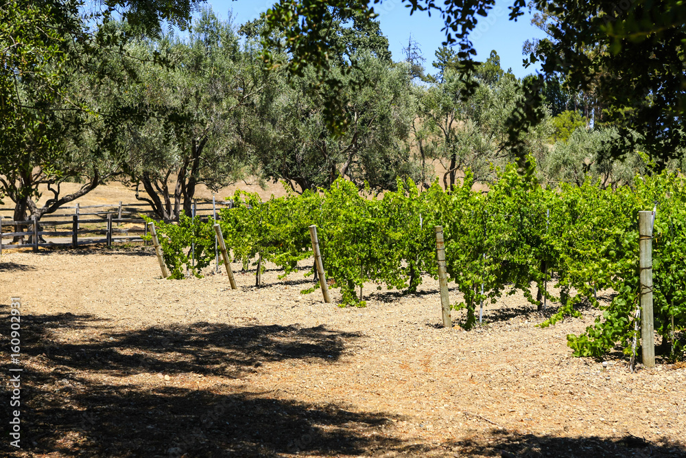 Grapevines in the Foxen Canyon Wine Trail region of Santa Barbara County, California USA