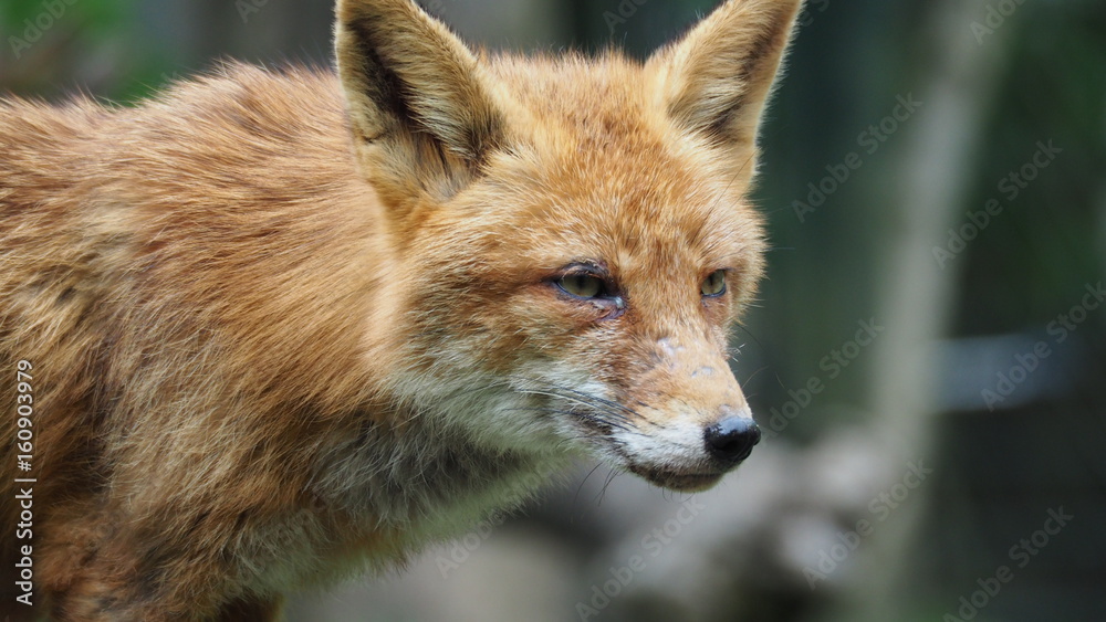 Naklejka premium rotfuchs