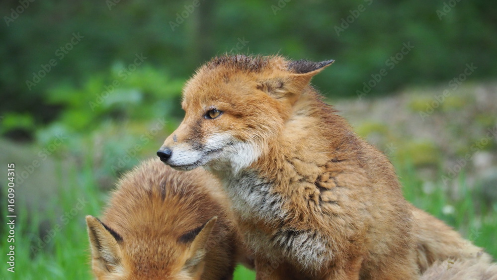 rotfuchs rotfuchs