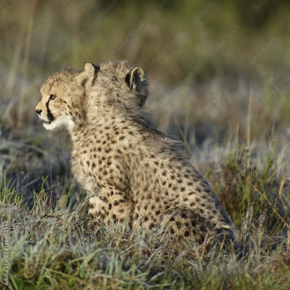 Naklejka premium Cheetah, South Africa