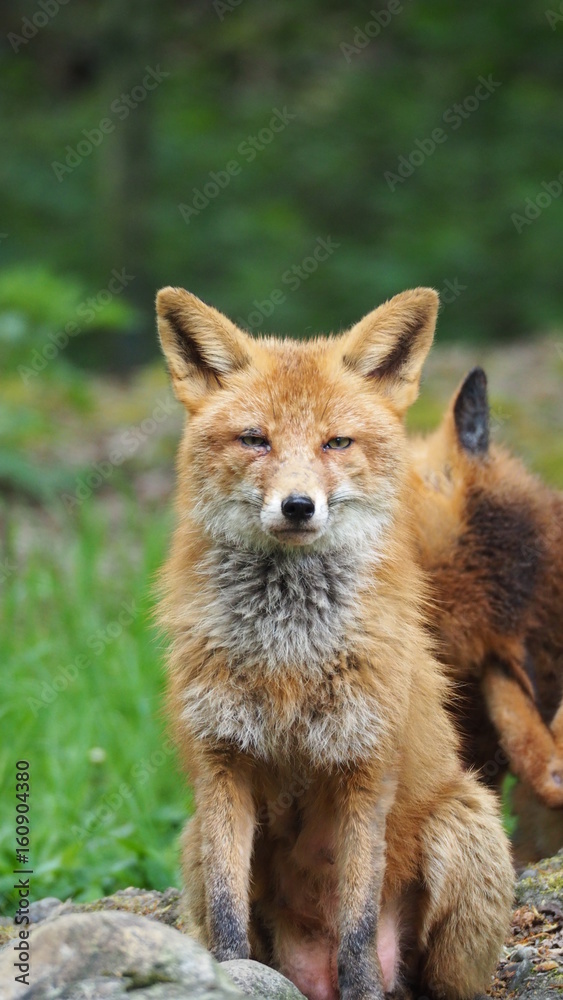 Fototapeta premium rotfuchs