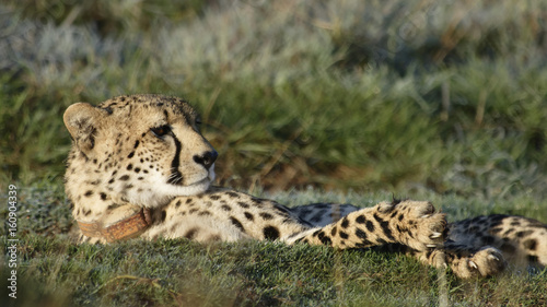 Cheetah, South Africa