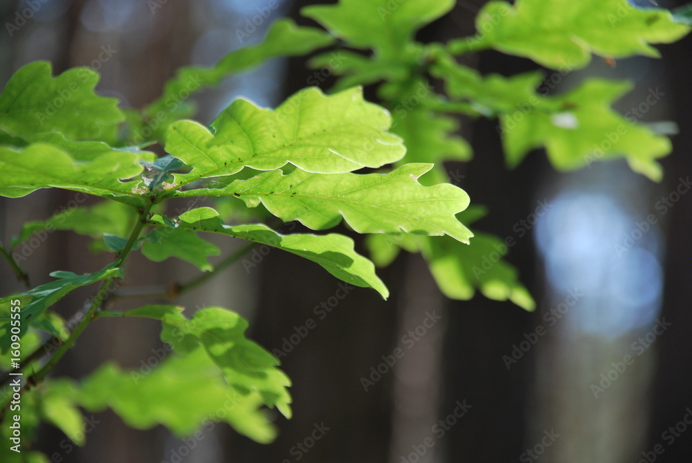 Obraz premium drzewo