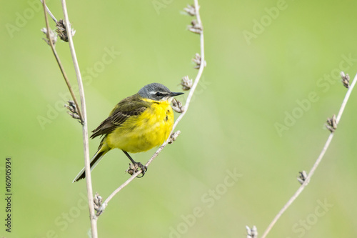 Canvas Print wagtail on a branch