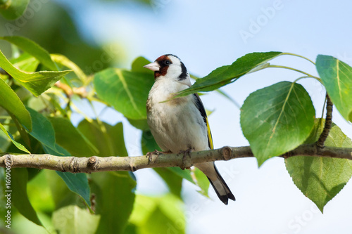 goldfinch on a branch © alexbush