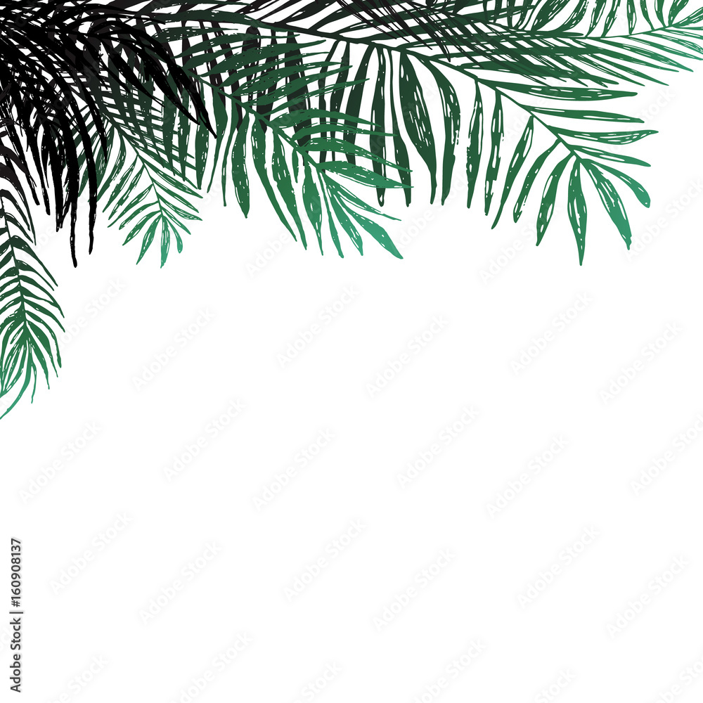 Fototapeta premium Background of coconut twigs on white background, palm trees. Vector botanical illustration, elements for design.