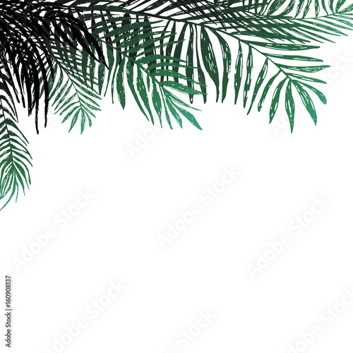 Background of coconut twigs on white background  palm trees. Vector botanical illustration  elements for design.