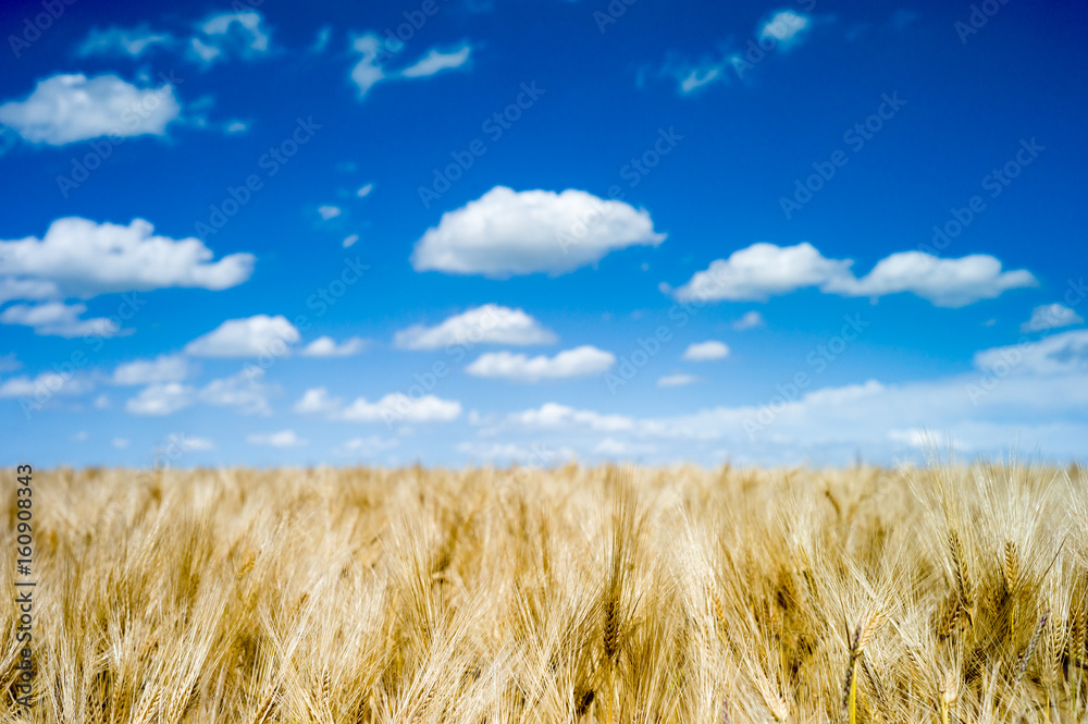Golden mature and ripe wheat field ready for harvest under a summer blue sky with white clouds.