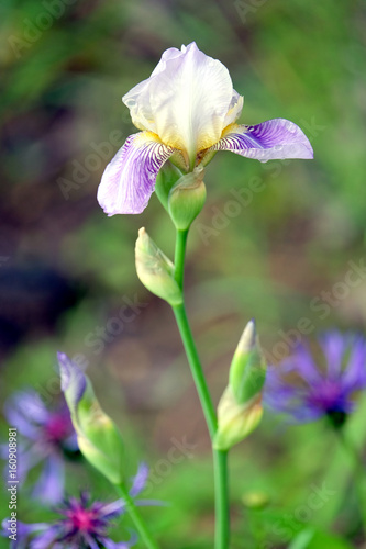 Fototapeta Naklejka Na Ścianę i Meble -  Iris flower blossoms on blur green background in summer day close up