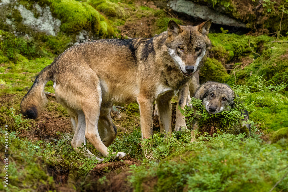 Alaska wolf pack (Canis lupus) Alaska wolf pack (Canis lupus)