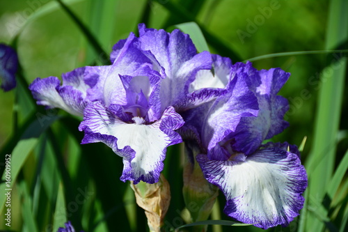 Fototapeta Naklejka Na Ścianę i Meble -  Beautiful violet iris flower in the garden 