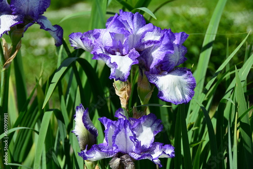 Fototapeta Naklejka Na Ścianę i Meble -  Sunny blue iris flower 