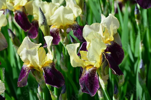 Fototapeta Naklejka Na Ścianę i Meble -  Many bright iris flowers 