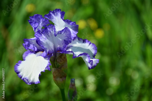 Fototapeta Naklejka Na Ścianę i Meble -  Blooming beautiful iris flower 