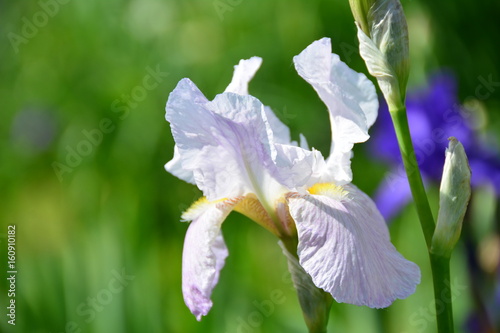 Fototapeta Naklejka Na Ścianę i Meble -  Gentle sunny iris 