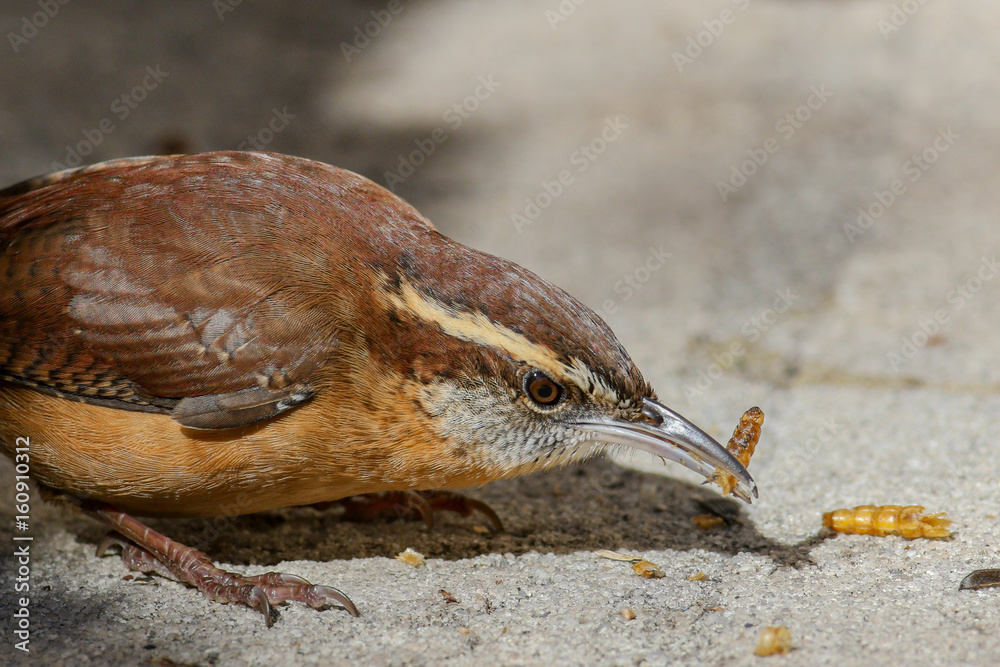 Obraz premium WREN LIFE