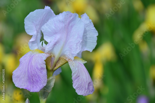 Fototapeta Naklejka Na Ścianę i Meble -  Beautiful light iris flower 