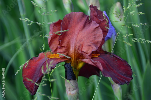 Fototapeta Naklejka Na Ścianę i Meble -  Blooming dark iris flower 