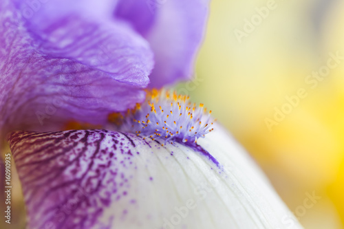 Fototapeta Naklejka Na Ścianę i Meble -  flower iris macro photo