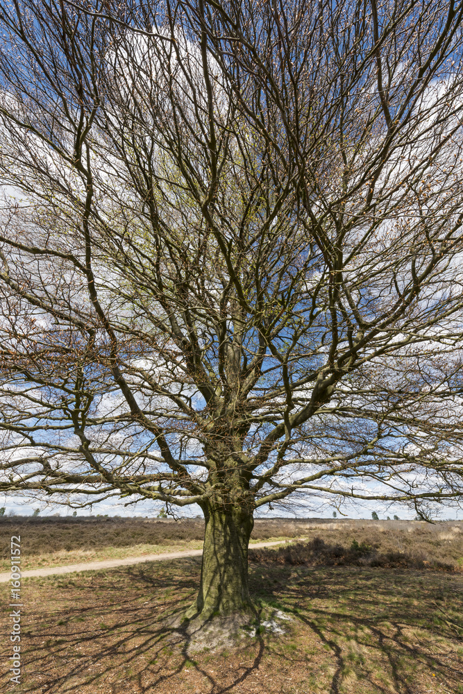 Beech tree at a heather field